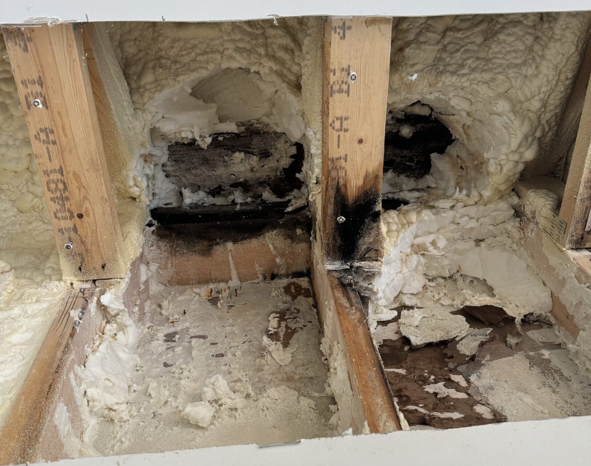 mold remediation